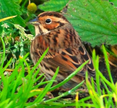 Little Bunting 
