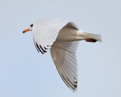 Med Gull (2nd winter)