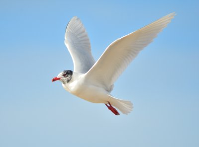 Med Gull