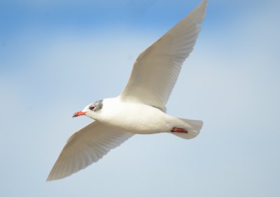 Med Gull 