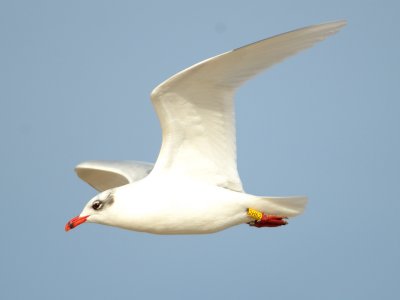 Med Gull