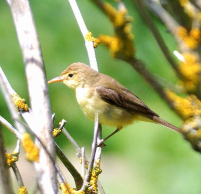 Melodious Warbler 