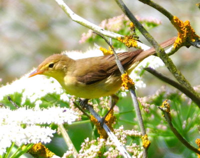 Melodious Warbler 