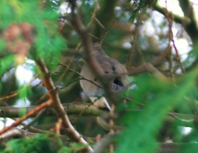Mourning Dove 