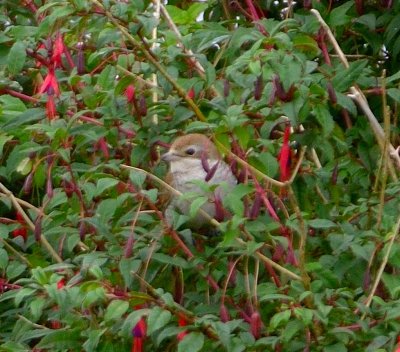 Red-backed Shrike (juvenile)