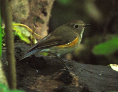 Red-flanked Bluetail 