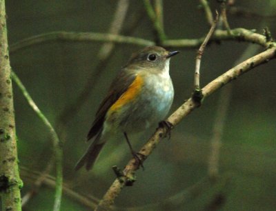 Red-flanked Bluetail 