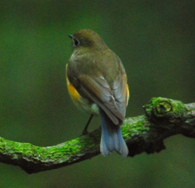 Red-flanked Bluetail 