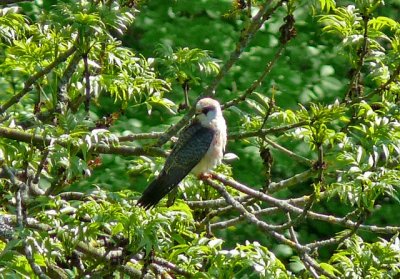 Red-Footed Falcon 