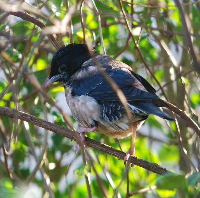 Rose-coloured Starling 
