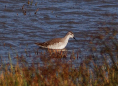 Wilson's Phalarope 