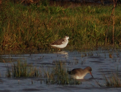 Wilson's Phalarope 
