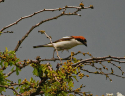 Woodchat Shrike 