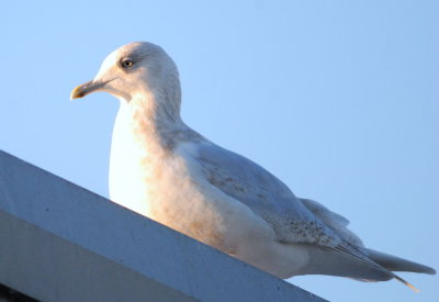 Kumlien's Gull (3rd winter) 