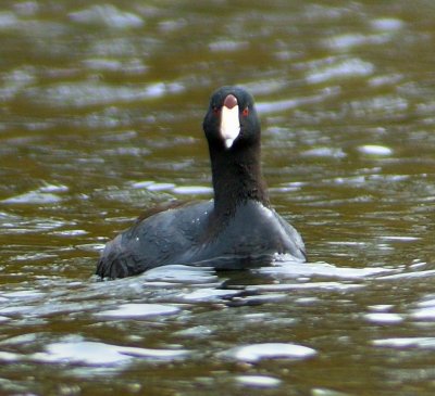 American Coot 