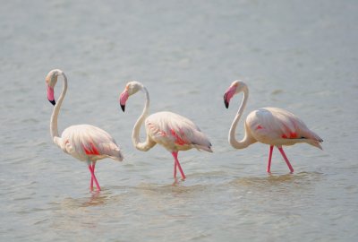 Greater Flamingo 