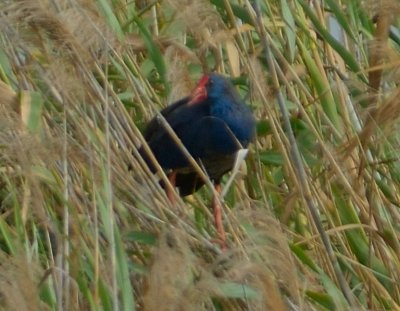 Purple Gallinule 