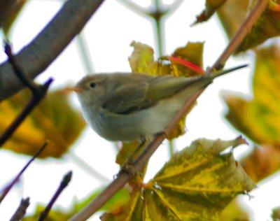 Western-Bonelli's Warbler 