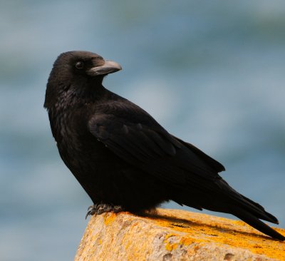 Carrion Crow  