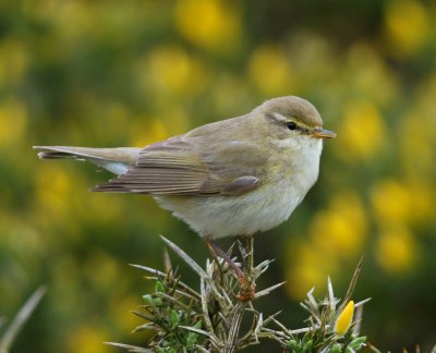Willow Warbler