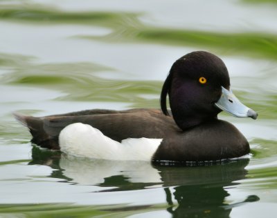 Tufted Duck 