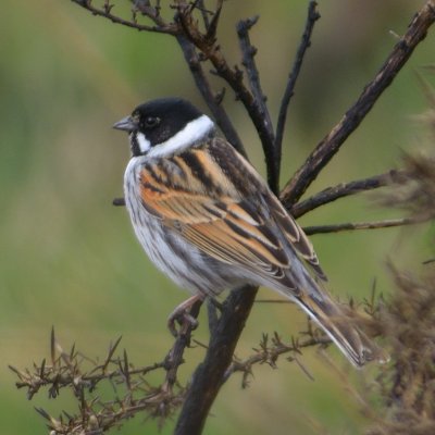 Reed Bunting 