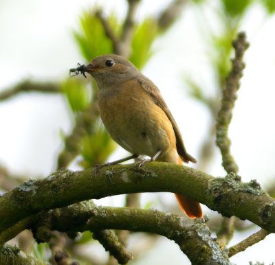 Redstart 