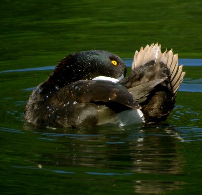 Tufted Duck 