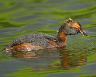 Slavonian Grebe