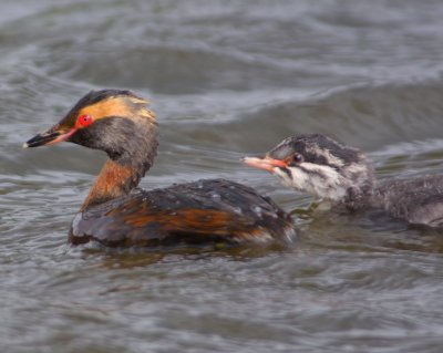 Slavonian Grebe 