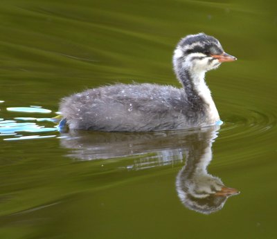 Slavonian Grebe (chick) 