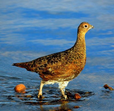 Red Grouse