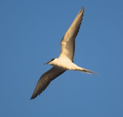 Bridled Tern 