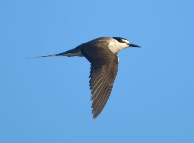 BRIDLED TERN