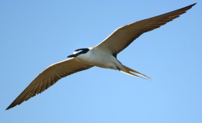 Bridled Tern 