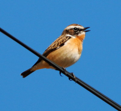 Whinchat 