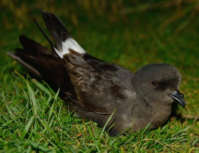 Storm Petrel 