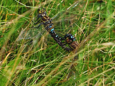Common Hawkers