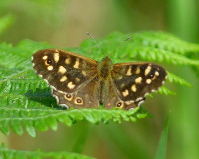Speckled Wood 