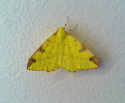 Brimstone Moth 