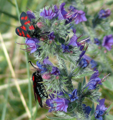 Six-Spot Burnet 