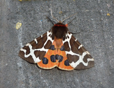 Garden Tiger 