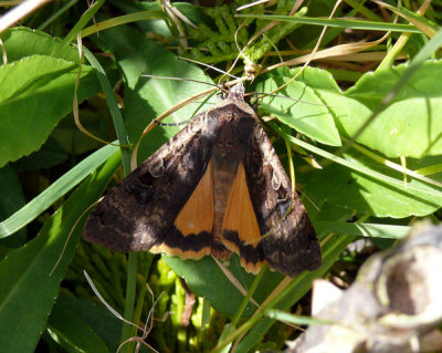 Large Yellow Underwing 