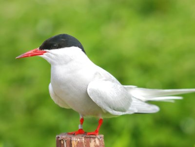 Arctic Tern 