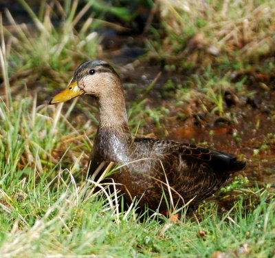 Black Duck 