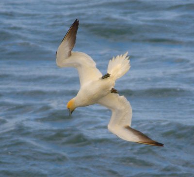 Gannet