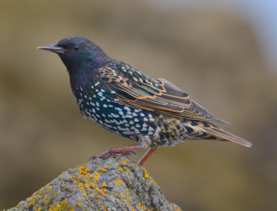 STARLING