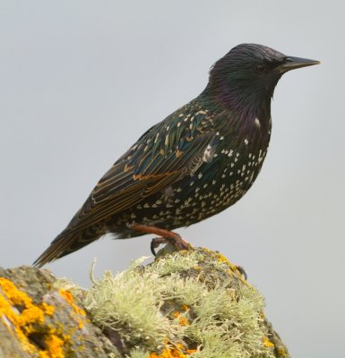 Starling 