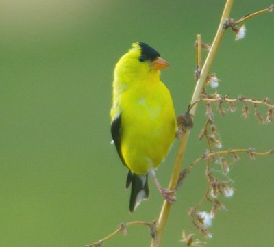 American Goldfinch