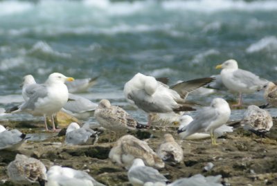 American Herring Gull 